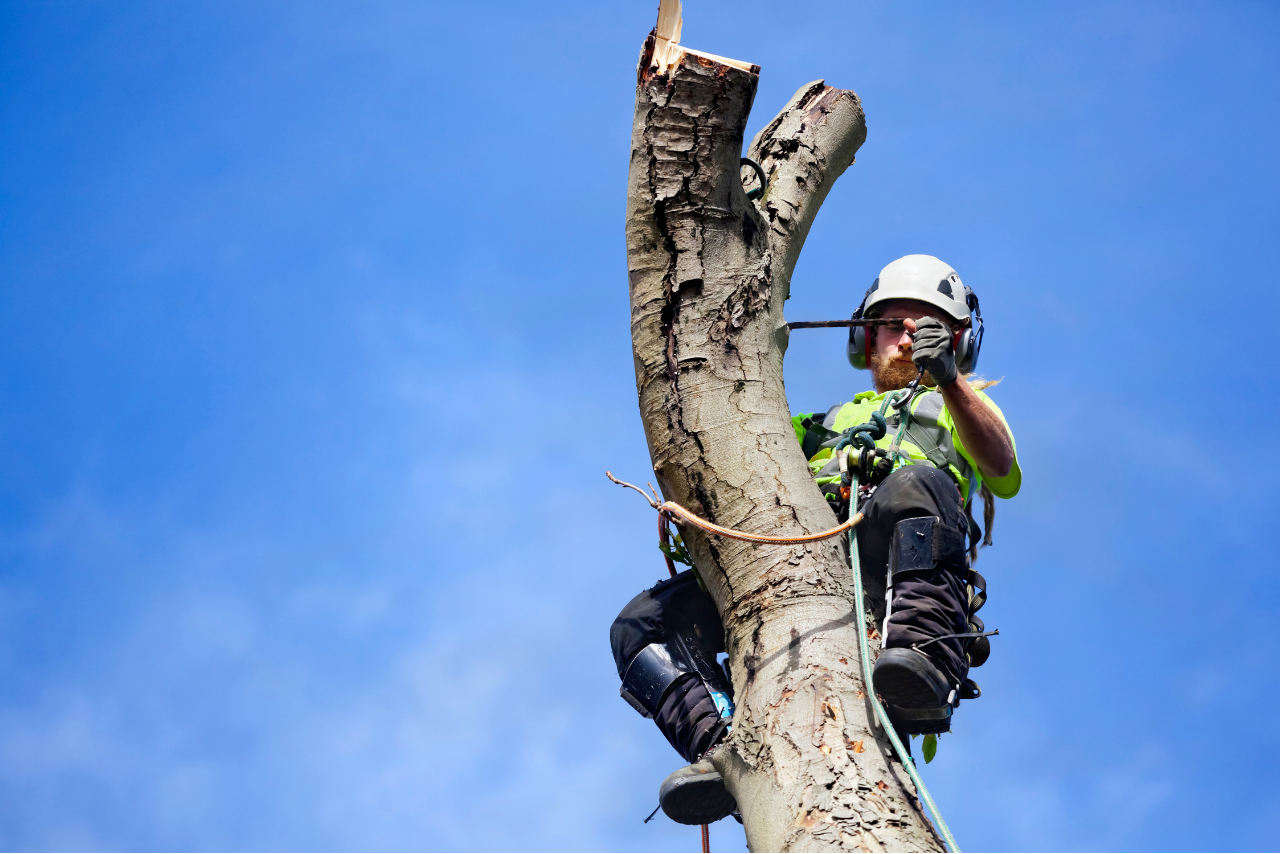 tree surgeon in a tree